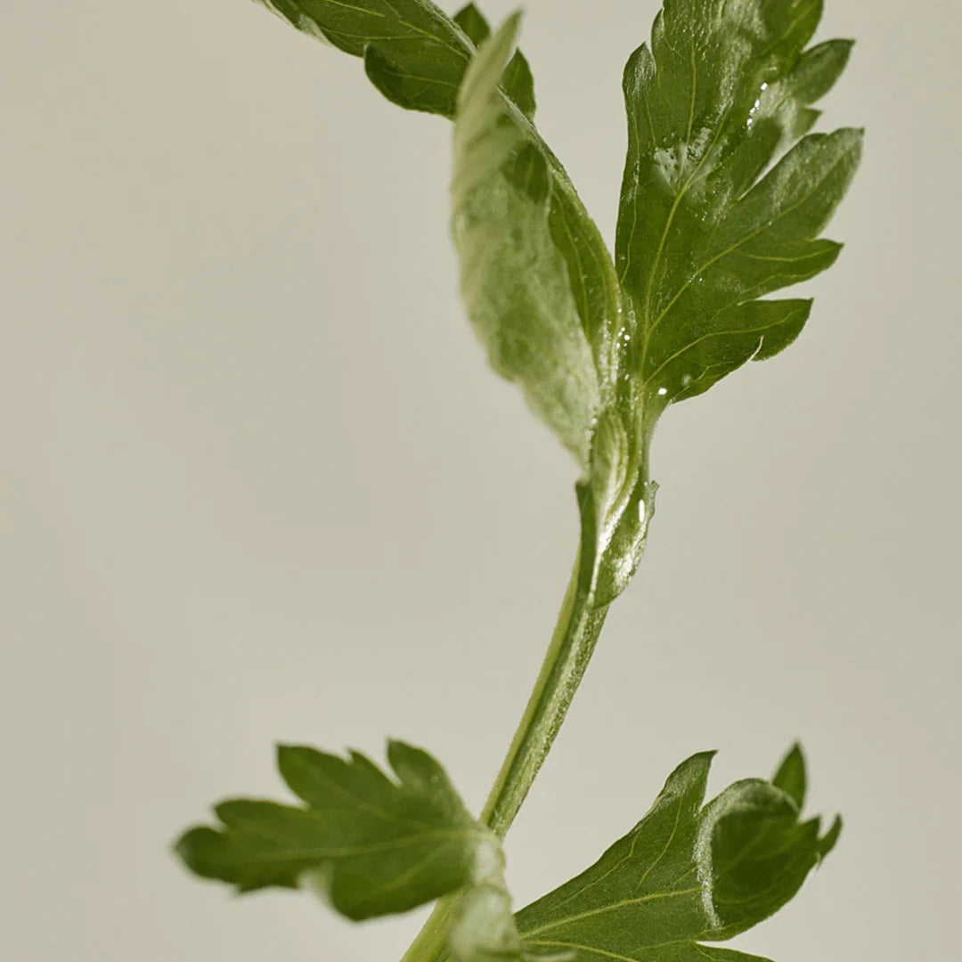 Beauty of Joseon  - Matte Sun Stick : Mugwort+Camelia (SPF 50+ PA++++)